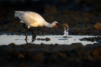 Kolpik bily - Platalea leucorodia - Eurasian Spoonbill o0933